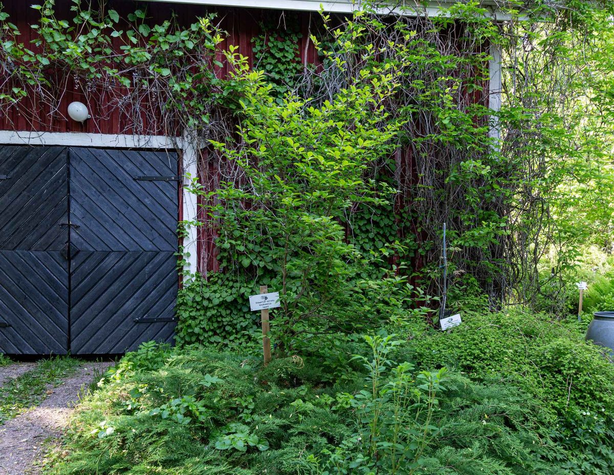 Kesäkamelia (Stewartia serrata) kasvaa suojaisassa paikassa ladon seinustalla.
