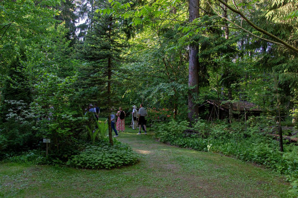 Ruohikkoalue metsän keskellä ja pieni mökki metsässä oikealla.