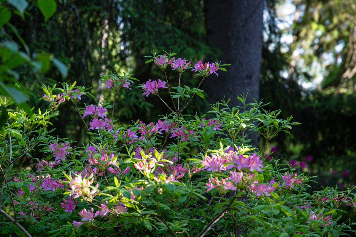 Kevätatsalea Rhododendron × fraseri kukkii Arboretum Fricksissa.