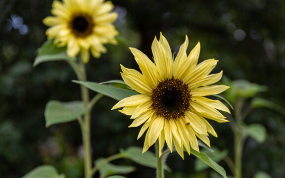 Lempeän keltaisia auringonkukkia Messukylässä.