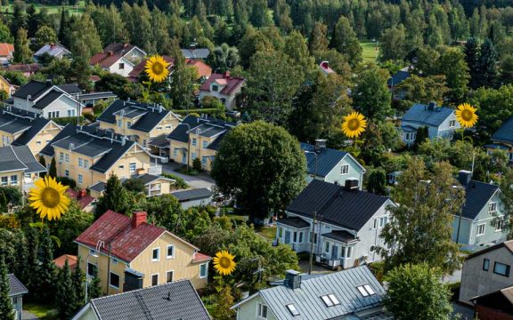 Auringonkukkakisan satoa