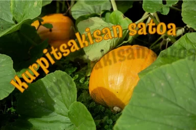 Messukylän kurpitsakisa 2024.